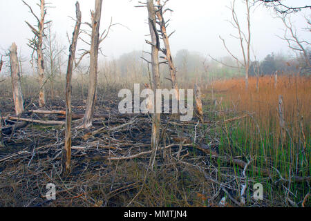 Un matin brumeux dans Sesuit Marsh. Un marais à Cape Cod, Massachusetts, USA Banque D'Images