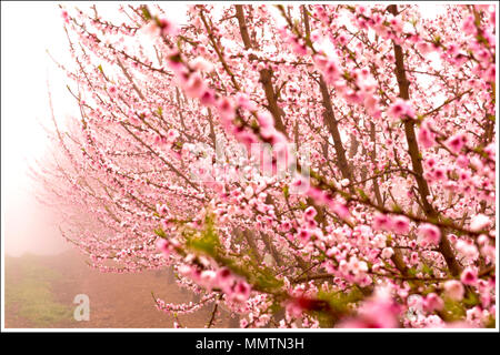 Champ avec des rangées de branches de pêchers.avec plein de fleurs roses délicates, dans un jour brumeux au lever du soleil. Atmosphère paisible. Mystérieux. Aitona Banque D'Images