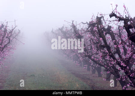 Champ avec des rangées de branches de pêchers.avec plein de fleurs roses délicates, dans un jour brumeux au lever du soleil. Atmosphère paisible. Mystérieux. Aitona Banque D'Images