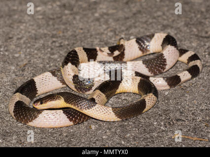 Bleu ou Malayan Krait (Bungarus candidus) sur la route de nuit Krabi Thaïlande l'un des la plupart des serpents venimeux dans le monde. Banque D'Images