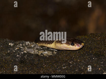 Bleu ou Malayan Krait (Bungarus candidus) sur la route de nuit Krabi Thaïlande l'un des la plupart des serpents venimeux dans le monde. Banque D'Images