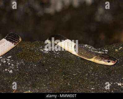 Bleu ou Malayan Krait (Bungarus candidus) sur la route de nuit Krabi Thaïlande l'un des la plupart des serpents venimeux dans le monde. Banque D'Images