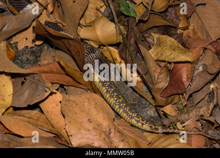 Bleu ou Malayan Krait (Bungarus candidus) manger un Brown Spotted Pit Viper (Trimeresurus venustus) La Thaïlande, l'un des plus les serpents venimeux. Banque D'Images