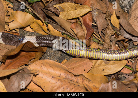 Bleu ou Malayan Krait (Bungarus candidus) manger un Brown Spotted Pit Viper (Trimeresurus venustus) La Thaïlande, l'un des plus les serpents venimeux. Banque D'Images