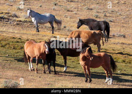 Chevaux à l'Estancia Baguales, Sierra Baguales, Patagonie, Chili Banque D'Images