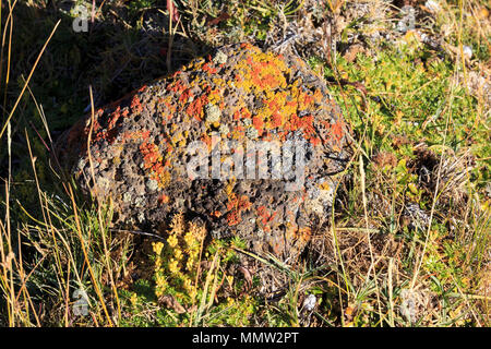 Les lichens en Sierra Baguales, Patagonie, Chili. Orange, Gris et jaune, les lichens poussent sur un rocher dans la pureté de l'air de la Sierra Baguales river valley. Banque D'Images