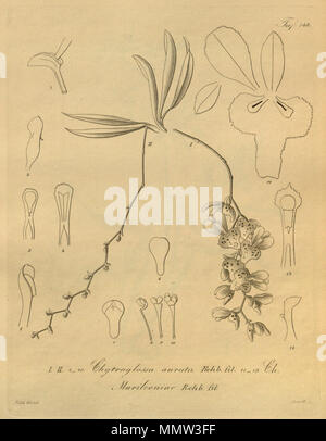. Illustration de I - II, 1-10. Chytroglossa aurata 11 - 13. Marileoniae Chytroglossa . 1874. Heinrich Gustav Reichenbach (1824-1889) Noms alternatifs Rchb.f. German-Saxon pteridologist Description, botaniste, ornithologue et enseignant à l'université Date de naissance/Décès 3 Janvier 1824 6 mai 1889 Lieu de naissance/décès Dresde Hambourg Leipzig Lieu de travail contrôle d'autorité : Q62820 : VIAF ?77066171 ISNI : ?0000 0000 8396 1069 RCAC : ?n79125882 NLA : ?Botaniste 35749194 : ?Rchb.f. WorldCat Chytroglossa aurata - Chytroglossa marileoniae - Xenia 2 pl 148 Banque D'Images