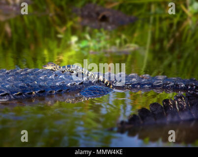 Un bébé alligator va faire un tour sur le dessus de sa mère dans les Everglades de Floride. Mère d'alligators guard leurs jeunes jusqu'à un an. Banque D'Images