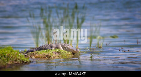 Alligator du soleil lui-même sur une petite île dans les Everglades de Floride. L'Alligator est le prédateur des Everglades. Banque D'Images