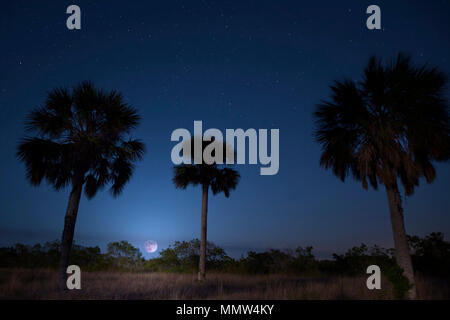 Une presque pleine lune se lève à la magnifique Réserve nationale de Big Cypress en Floride du Sud. Big Cypress est adjacent au parc national des Everglades. Banque D'Images