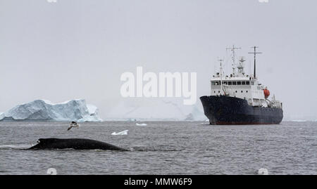 Une baleine à bosse (Megaptera novaeangliae) en avant d'un navire touristique avec les goélands et l'Antarctique, l'Antarctique iceberg Banque D'Images