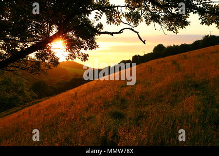 Voir à partir de la forêt sur une longue pelouse en été avec le coucher du soleil d'une lueur orange/rose à travers les branches pendantes Banque D'Images