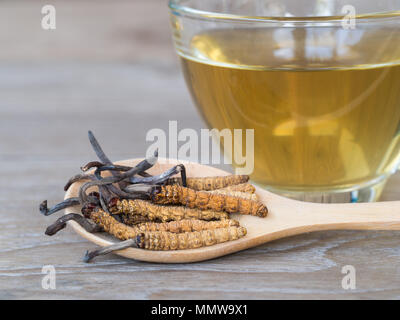 Groupe d'Ophiocordyceps sinensis ou champignons cordyceps herbes c'est un placé sur une cuillère en bois en face d'un verre d'eau. cordyceps sur table en bois. Banque D'Images