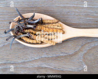 Groupe d'Ophiocordyceps sinensis ou champignons cordyceps herbes c'est un placé sur une cuillère en bois sur fond de bois. sur table en bois. Organique National Banque D'Images