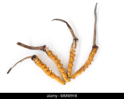 Groupe d'Ophiocordyceps sinensis ou champignons cordyceps c'est un contexte isolé sur les herbes. Propriétés médicinales dans le traitement des maladies. Nati Banque D'Images