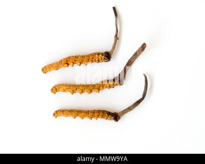 Groupe d'Ophiocordyceps sinensis ou champignons cordyceps c'est un contexte isolé sur les herbes. Propriétés médicinales dans le traitement des maladies. Nati Banque D'Images