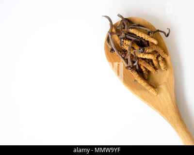 Groupe d'Ophiocordyceps sinensis ou champignons cordyceps herbes c'est un placé sur cuillère en bois blanc sur fond isolé. sur table en bois. La Banque D'Images