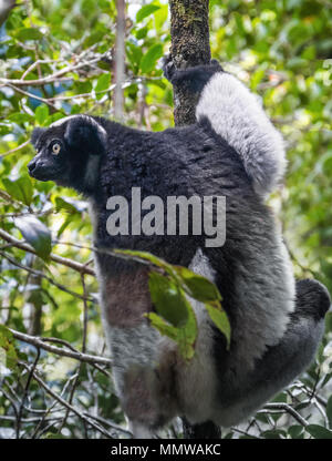 Indri, un grand lémurien à queue courte qui saute d'arbre en arbre en position verticale et vient rarement au sol, le Parc National Andasibe, Pâques Banque D'Images