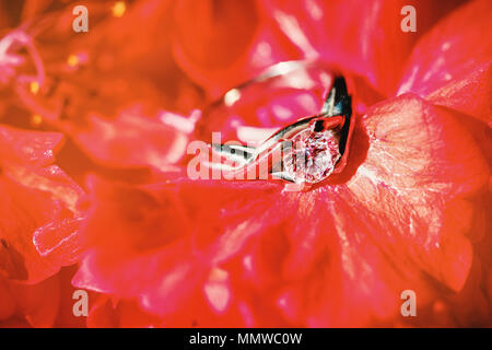 Alliance ou bague de fiançailles sur la fleur rouge, la tête de la bague de diamant et scintillants qui brille avec la lumière Banque D'Images