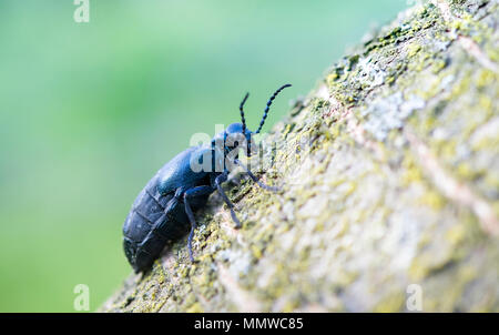 L'huile noire (Meloe proscarabaeus) femmes au lissage. Coléoptère européen dans la famille Meloidae, un parasite des nids d'abeilles solitaires Banque D'Images