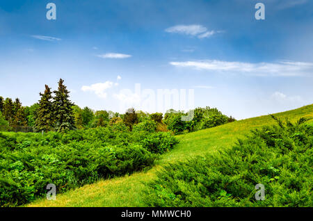 Paysage d'été composite sur colline pré. Peu de forêts de sapins Banque D'Images