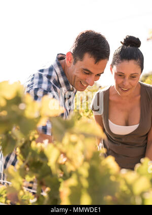 Un homme aux cheveux brun et la femme dans les vignobles de l'inspection des vignes en souriant et heureux à la Banque D'Images