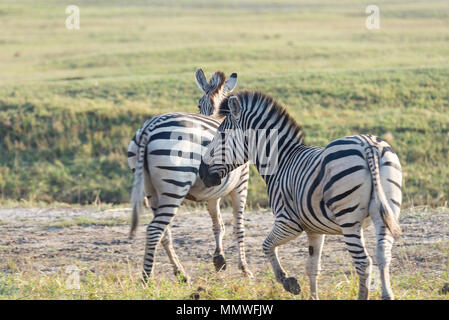 Troupeau de zèbres à Etosha National Park, de destinations de voyage en Namibie. La poussière, lumière douce. Banque D'Images