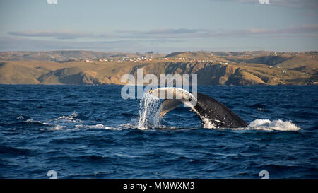 Queue d'un rorqual à bosse, Megaptera novaeangliae, Coffee Bay, Eastern Cape, Afrique du Sud de la Côte Sauvage Banque D'Images