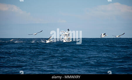 Cape de disparition de bassan, Morus capensis, plongez dans l'Océan Indien au cours de la Sardine Run, Coffee Bay, Eastern Cape, Afrique du Sud de la Côte Sauvage Banque D'Images