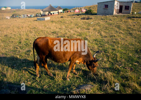 Vache broute autour de maisons typiques dans Coffee Bay, Eastern Cape, Afrique du Sud, de la Côte Sauvage Banque D'Images