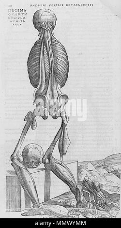 . Anglais : disséqué le corps humain. . 1543. Andreas Vesalius (1514-1564) Noms alternatifs Andreas van Wesel, Andreas, André Vesal Vesalio, Andre Vesale Description peintre flamand et anatomiste Date de naissance/décès 31 Décembre 1514 15 octobre 1564 Lieu de naissance/décès Bruxelles Zakynthos contrôle d'autorité : Q170267 : VIAF ?51696979 ISNI : ?0000 0001 2132 6681 ULAN : ?500327607 RCAC : ?n81035178 NLA : ?35580728 WorldCat De humani corporis fabrica (1) Banque D'Images