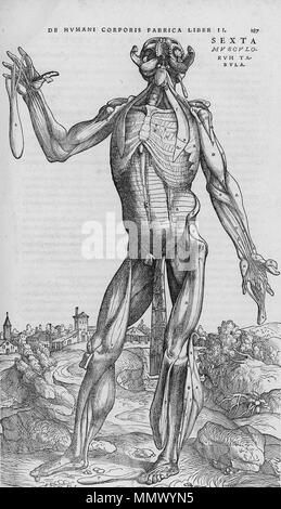 . Anglais : disséqué le corps humain. . 1543. Andreas Vesalius (1514-1564) Noms alternatifs Andreas van Wesel, Andreas, André Vesal Vesalio, Andre Vesale Description peintre flamand et anatomiste Date de naissance/décès 31 Décembre 1514 15 octobre 1564 Lieu de naissance/décès Bruxelles Zakynthos contrôle d'autorité : Q170267 : VIAF ?51696979 ISNI : ?0000 0001 2132 6681 ULAN : ?500327607 RCAC : ?n81035178 NLA : ?35580728 WorldCat De humani corporis fabrica (23) Banque D'Images