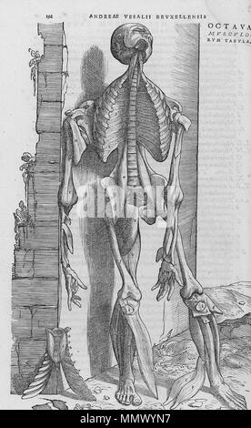 . Anglais : disséqué le corps humain. . 1543. Andreas Vesalius (1514-1564) Noms alternatifs Andreas van Wesel, Andreas, André Vesal Vesalio, Andre Vesale Description peintre flamand et anatomiste Date de naissance/décès 31 Décembre 1514 15 octobre 1564 Lieu de naissance/décès Bruxelles Zakynthos contrôle d'autorité : Q170267 : VIAF ?51696979 ISNI : ?0000 0001 2132 6681 ULAN : ?500327607 RCAC : ?n81035178 NLA : ?35580728 WorldCat De humani corporis fabrica (22) Banque D'Images