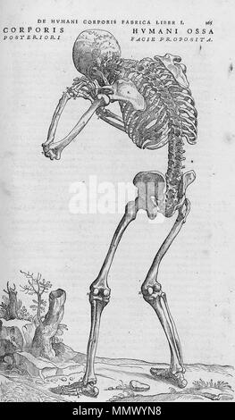 . Anglais : disséqué le corps humain. . 1543. Andreas Vesalius (1514-1564) Noms alternatifs Andreas van Wesel, Andreas, André Vesal Vesalio, Andre Vesale Description peintre flamand et anatomiste Date de naissance/décès 31 Décembre 1514 15 octobre 1564 Lieu de naissance/décès Bruxelles Zakynthos contrôle d'autorité : Q170267 : VIAF ?51696979 ISNI : ?0000 0001 2132 6681 ULAN : ?500327607 RCAC : ?n81035178 NLA : ?35580728 WorldCat De humani corporis fabrica (28) Banque D'Images