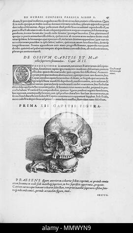 . Anglais : disséqué le corps humain. . 1543. Andreas Vesalius (1514-1564) Noms alternatifs Andreas van Wesel, Andreas, André Vesal Vesalio, Andre Vesale Description peintre flamand et anatomiste Date de naissance/décès 31 Décembre 1514 15 octobre 1564 Lieu de naissance/décès Bruxelles Zakynthos contrôle d'autorité : Q170267 : VIAF ?51696979 ISNI : ?0000 0001 2132 6681 ULAN : ?500327607 RCAC : ?n81035178 NLA : ?35580728 WorldCat De humani corporis fabrica (29) Banque D'Images