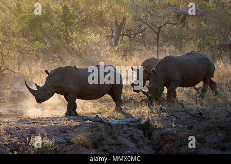 Famille de rhinocéros blancs du sud, Ceratotherium simum simum, une espèce menacée, les promenades dans la savane au Parc National Kruger, Afrique du Sud Banque D'Images