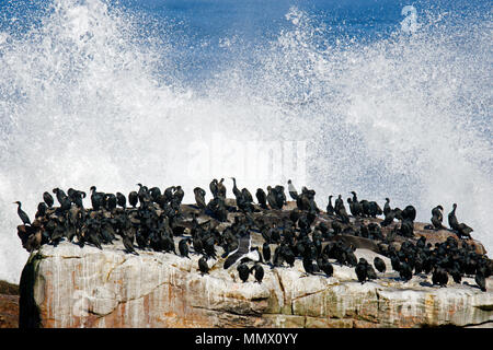 L'agrégation des cormorans, Phalacrocorax capensis Cape, espèce en voie de disparition, sur un rocher près de Cap de Bonne Espérance, Western Cape, Afrique du Sud Banque D'Images