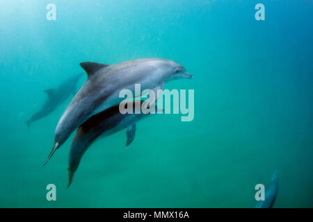 Grand dauphin, Tursiops sp. (Peut-être T. aduncus), nage avec veau, Coffee Bay, Eastern Cape, Afrique du Sud de la Côte Sauvage Banque D'Images