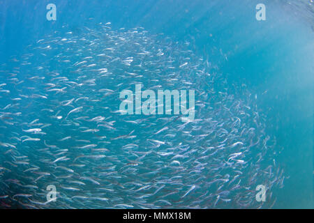 Les sardines, Sardinops sagax, formant une boule d'appât durant la Sardine Run, Eastern Cape, Afrique du Sud de la Côte sauvage, l'Océan Indien Banque D'Images