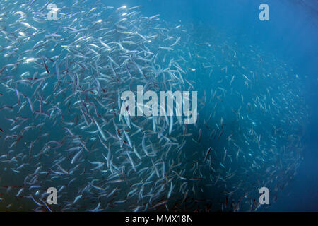 Les sardines, Sardinops sagax, formant une boule d'appât durant la Sardine Run, Eastern Cape, Afrique du Sud de la Côte sauvage, l'Océan Indien Banque D'Images