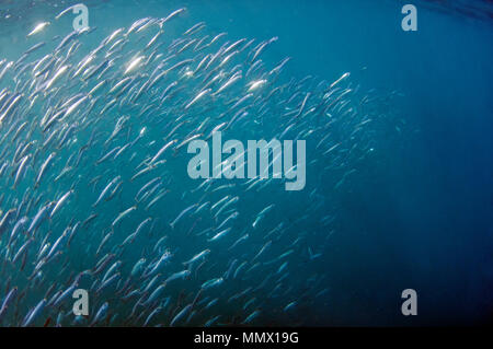 Les sardines, Sardinops sagax, formant une boule d'appât durant la Sardine Run, Eastern Cape, Afrique du Sud de la Côte sauvage, l'Océan Indien Banque D'Images