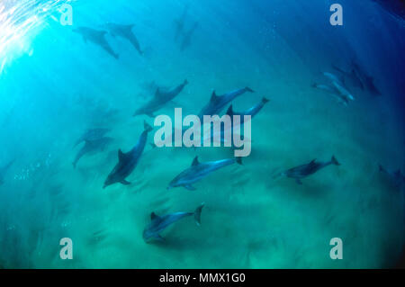 Les grands dauphins, Tursiops sp., Coffee Bay, Eastern Cape, Afrique du Sud de la Côte Sauvage Banque D'Images