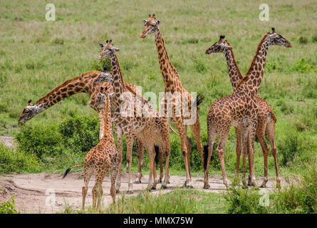 Groupe de girafes dans la savane. L'Afrique. La Tanzanie. Le Parc National du Serengeti. Banque D'Images