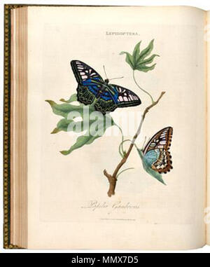 . Anglais : à partir de la plaque d'un épitomé de l'histoire naturelle des insectes de l'Inde(1800) . 1800. Edward Donovan Edindia Banque D'Images