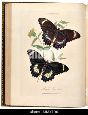 . Anglais : un épitomé de l'histoire naturelle des insectes de l'Inde(1800) . 1800. Edward Donovan10 EDIndia Banque D'Images