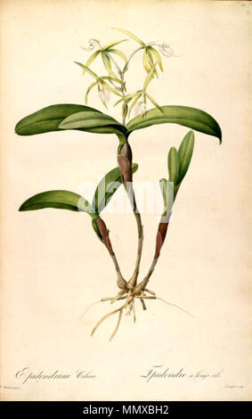 Epidendrum ciliare - Redouté, Les liliacees, vol 2 pl 82 Banque D'Images