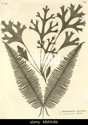 . C'est un scan d'onglet. 67 (à côté de la page 233) à partir de la flore Nicolaas Burman 1876 Indica. Il montre deux espèces de plantes, qui ont ensuite été considérés comme espèces de Polypodium. La partie supérieure de la plante, appelée Polypodium spinulosum, mais Synaphea maintenant connu sous le nom de banksia spinulosa, est d'un intérêt particulier. Bien que décrit comme une fougère de Java, c'est l'une des deux usines répertoriées dans Flora Indica qui sont en fait endémique dans le sud-ouest de l'Australie occidentale. Les spécimens dont la description et l'image sont fondées auraient déjà été recueillies au cours de la 1696 voyage à la rivière Swan par Willem de Vlamingh. Thi Banque D'Images