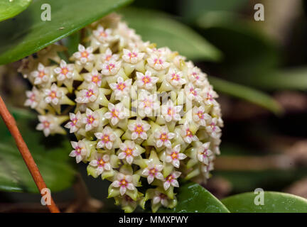 Waxvine, Waxflower, Waxplant, Porslinsblomma (Hoya parasitica) Banque D'Images