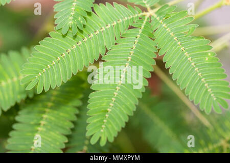 Des plantes sensibles, Sensitiva (Mimosa pudica) Banque D'Images