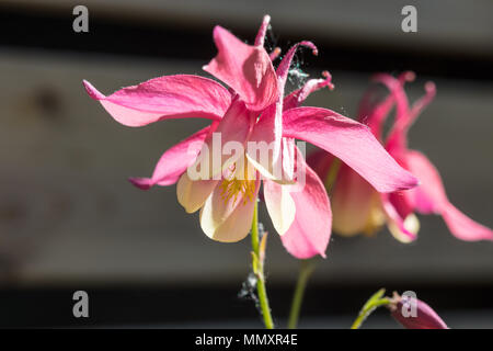 'Rose et ivoire' ancolie hybride, Guldakleja (Aquilegia hybrida) Banque D'Images